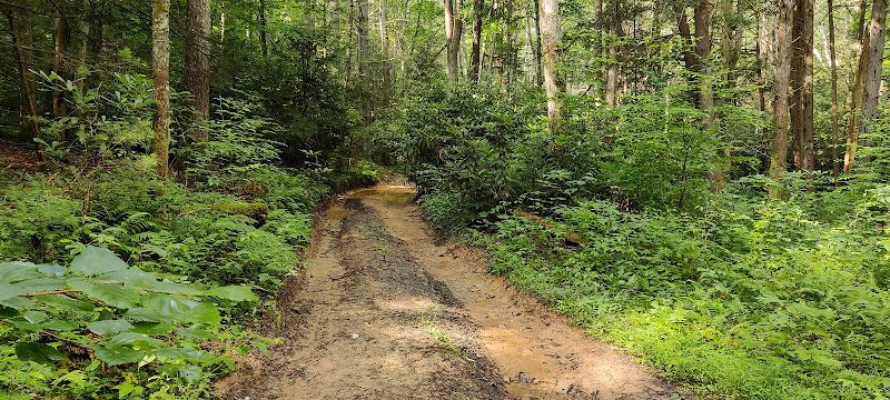 Calvin Price State Forestry