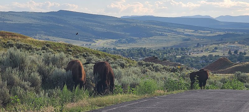 Buffalo Pasture