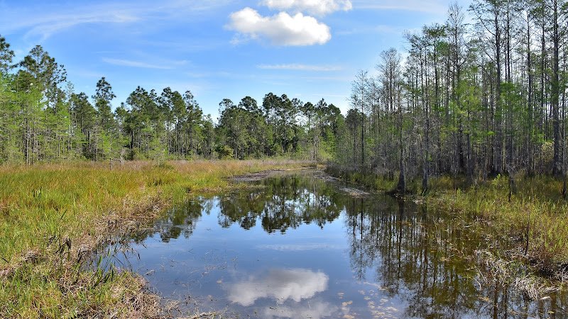 Okaloacoochee Slough State Forest